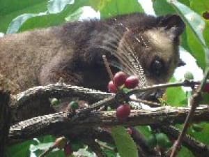 Kopi Luwak (Копи Лювак) Арабика - 50 гр. в зернах, жареный. Собранный в Северной Суматре, Индонезия!