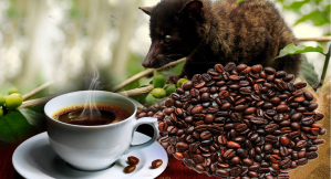 КОФЕ  KOPI LUWAK - CHON - ЛЮВАК ЧОН - В ЗЕРНАХ С ПЛАНТАЦИИ - 500 ГР. ВЬЕТНАМ.