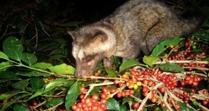 KOPI LUWAK PREMIUM COFFEE (HUONG CHON) - ПРЕМИАЛЬНЫЙ КОПИ ЛЮВАК В ЗЕРНАХ - ЧОН - 250 ГР. ВЬЕТНАМ