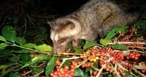 Дикий Кофе CHON - Вьетнамский кофе лювак (kopi luwak) (вьетнамский дикий кофе чон, chon)  молотый - 250 гр. Пр-во Вьетнам.