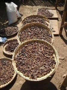 Kopi Luwak (Копи Лювак) Робуста - 200 гр. в зернах, жареный. Собранный в Северной Суматре, Индонезия!